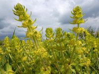 Cruciata laevipes 22, Kruisbladwalstro, Saxifraga-Ed Stikvoort