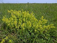 Cruciata laevipes 23, Kruisbladwalstro, Saxifraga-Ed Stikvoort