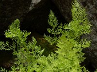 Cryptogramma crispa 19, Gekroesde rolvaren, Saxifraga-Ed Stikvoort