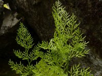 Cryptogramma crispa 23, Gekroesde rolvaren, Saxifraga-Ed Stikvoort