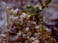 Cuscuta campestris 1, Veldwarkruid, Saxifraga-Rutger Barendse