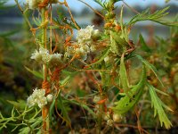 Cuscuta campestris 10, Veldwarkruid, Saxifraga-Ed Stikvoort