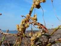 Cuscuta campestris 11, Veldwarkruid, Saxifraga-Ed Stikvoort