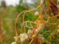 Cuscuta campestris 12, Veldwarkruid, Saxifraga-Ed Stikvoort