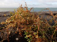 Cuscuta campestris 13, Veldwarkruid, Saxifraga-Ed Stikvoort