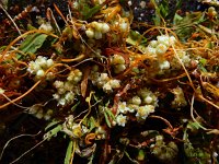 Cuscuta campestris 14, Veldwarkruid, Saxifraga-Ed Stikvoort