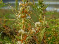 Cuscuta campestris 15, Veldwarkruid, Saxifraga-Ed Stikvoort