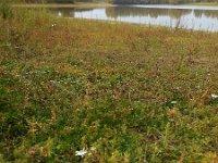 Cuscuta campestris 17, Veldwarkruid, Saxifraga-Ed Stikvoort