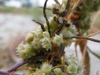 Cuscuta campestris 2, Veldwarkruid, Saxifraga-Rutger Barendse