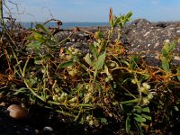 Cuscuta campestris 20, Veldwarkruid, Saxifraga-Ed Stikvoort