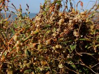 Cuscuta campestris 21, Veldwarkruid, Saxifraga-Ed Stikvoort