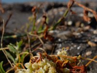 Cuscuta campestris 23, Veldwarkruid, Saxifraga-Ed Stikvoort