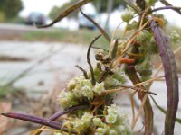 Cuscuta campestris 3, Veldwarkruid, Saxifraga-Rutger Barendse