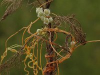 Cuscuta campestris 4, Veldwarkruid, Saxifraga-Peter Meininger