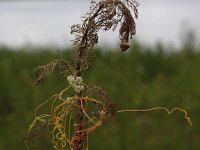 Cuscuta campestris 5, Veldwarkruid, Saxifraga-Peter Meininger