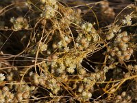 Cuscuta campestris 8, Veldwarkruid, Saxifraga-Peter Meininger