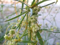 Cuscuta campestris 9, Veldwarkruid, Saxifraga-Rutger Barendse