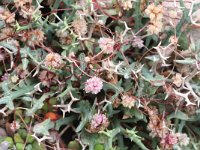 Cuscuta epithymum 15, Klein warkruid, Saxifraga-Rutger Barendse