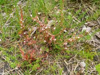 Cuscuta epithymum 18, Klein warkruid, Saxifraga-Rutger Barendse