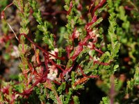 Cuscuta epithymum 2, Klein warkruid, Saxifraga-Willem van Kruijsbergen