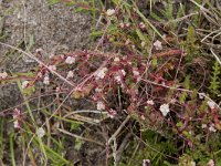 Cuscuta epithymum 38, Klein warkruid, Saxifraga-Willem van Kruijsbergen