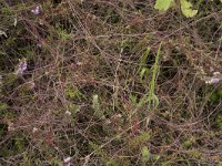 Cuscuta epithymum 41, Klein warkruid, Saxifraga-Willem van Kruijsbergen