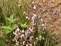 Cuscuta epithymum 44, Klein warkruid, Saxifraga-Sonja Bouwman  961. Klein warkruid - Cuscuta epithymum - Convolvulaceae familie (i)