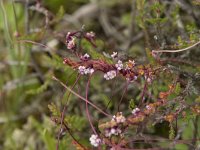 Cuscuta epithymum 45, Klein warkruid, Saxifraga-Willem van Kruijsbergen