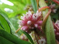 Cuscuta europaea 1, Groot warkruid, Saxifraga-Rutger Barendse