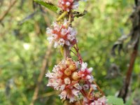 Cuscuta europaea 11, Groot warkruid, Saxifraga-Rutger Barendse