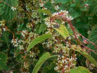 Cuscuta europaea 13, Groot warkruid, Saxifraga-Ed Stikvoort