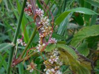 Cuscuta europaea 14, Groot warkruid, Saxifraga-Ed Stikvoort