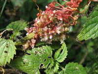 Cuscuta europaea 2, Groot warkruid, Saxifraga-Rutger Barendse