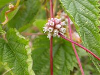 Cuscuta europaea 3, Groot warkruid, Saxifraga-Peter Meininger