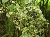 Cuscuta europaea 4, Groot warkruid, Saxifraga-Peter Meininger