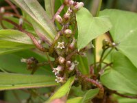 Cuscuta europaea 5, Groot warkruid, Saxifraga-Peter Meininger