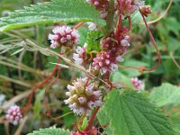 Cuscuta europaea 8, Groot warkruid, Saxifraga-Bart Vastenhouw