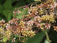 Cuscuta europaea 9, Groot warkruid, Saxifraga-Peter Meininger