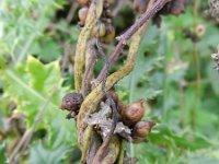 Cuscuta lupuliformis 21, Hopwarkruid, Saxifraga-Rutger Barendse