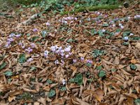 Cyclamen hederifolium 23, Saxifraga-Luuk Vermeer