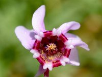 Cyclamen hederifolium 40, Saxifraga-Sonja Bouwman  Napolitaanse cyclaam - Cyclamen hederifolium - Primulaceae familie