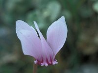 Cyclamen hederifolium 41, Saxifraga-Jan van der Straaten