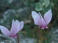 Cyclamen hederifolium 43, Saxifraga-Jan van der Straaten