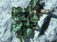 Cyclamen hederifolium 44, Saxifraga-Jan van der Straaten