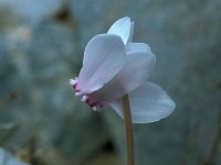 Cyclamen hederifolium 45, Saxifraga-Jan van der Straaten