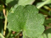 Cymbalaria muralis ssp visianii 35, Donzige muurleeuwenbek, Saxifraga-Sonja Bouwman  988. Donzige muurleeuwenbek - Cymbalaria muralis subsp. visianii - Plantaginaceae familie (zw)