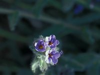 Cynoglossum columnae 2, Saxifraga-Jan van der Straaten