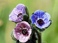 Cynoglossum creticum 27, Saxifraga-Sonja Bouwman  Blue hound's tongue - Cynoglossum creticum - Boraginaceae familie