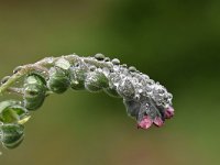 Cynoglossum officinale 20, Veldhondstong, Saxifraga-Luuk Vermeer