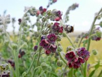 Cynoglossum officinale 11, Veldhondstong, Saxifraga-Ed Stikvoort